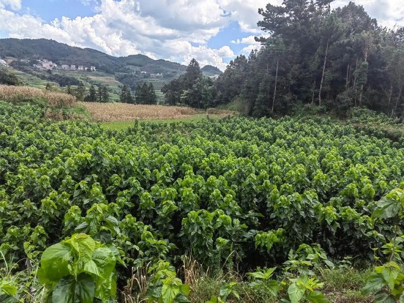 桑树种植技术要点