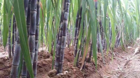 黑皮甘蔗种植技术