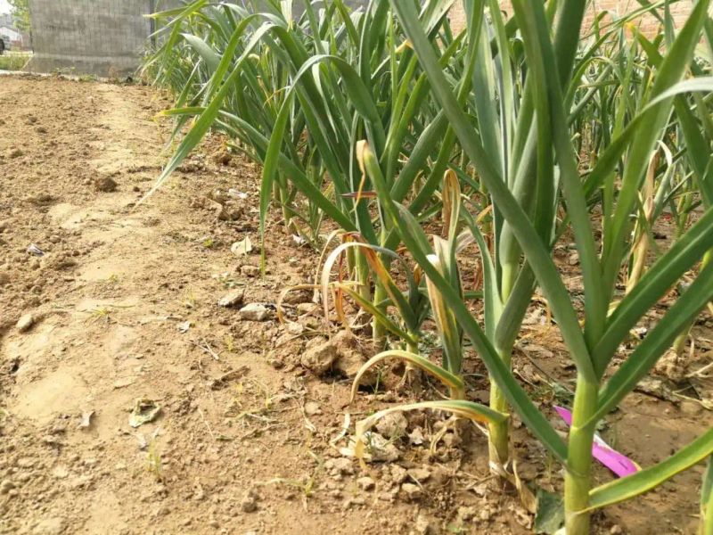 大蒜种植技术大全