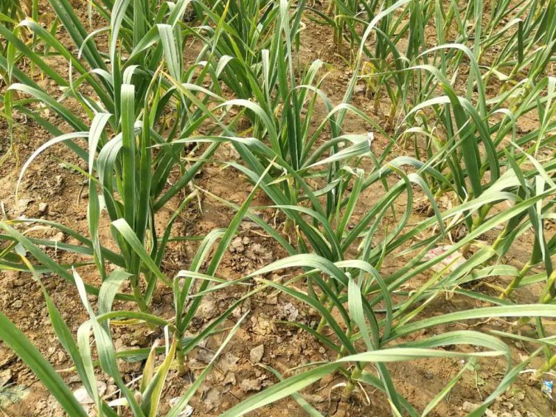 大蒜种植技术大全