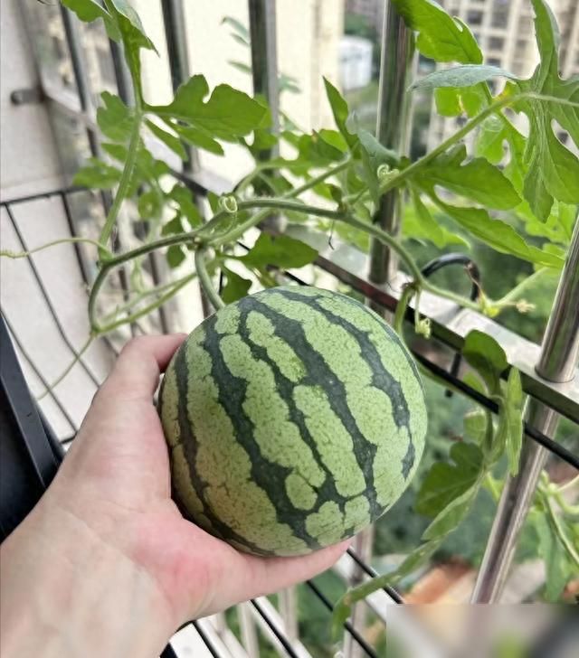 大红柿子番茄,阳台种植方法