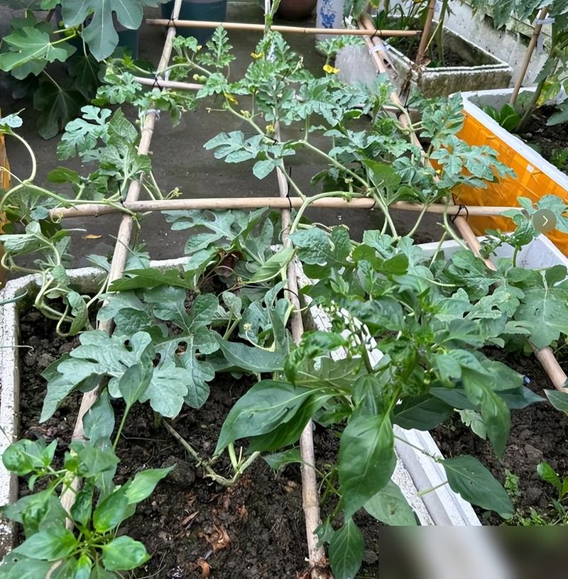 大红柿子番茄,阳台种植方法