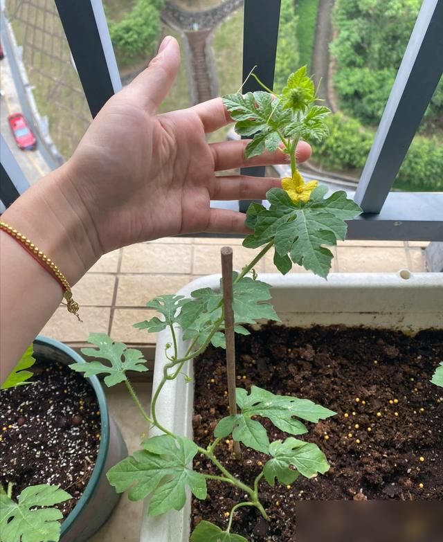 大红柿子番茄,阳台种植方法
