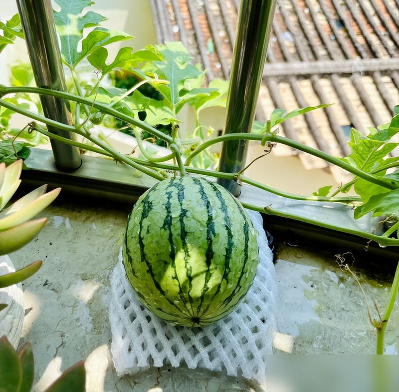 大红柿子番茄,阳台种植方法