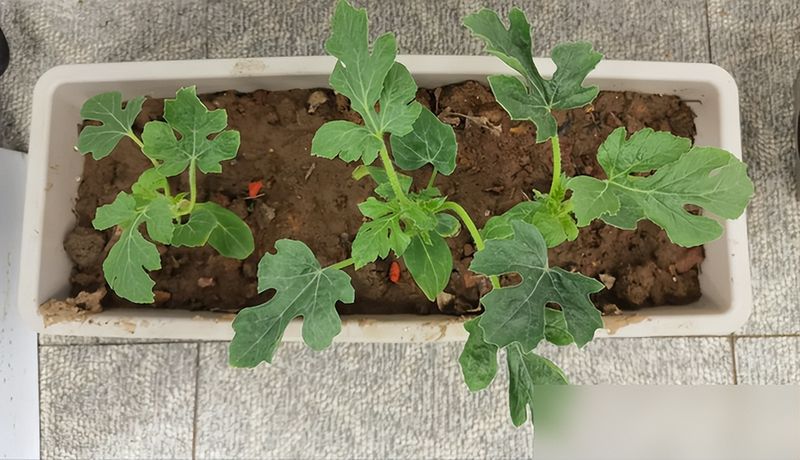 大红柿子番茄,阳台种植方法