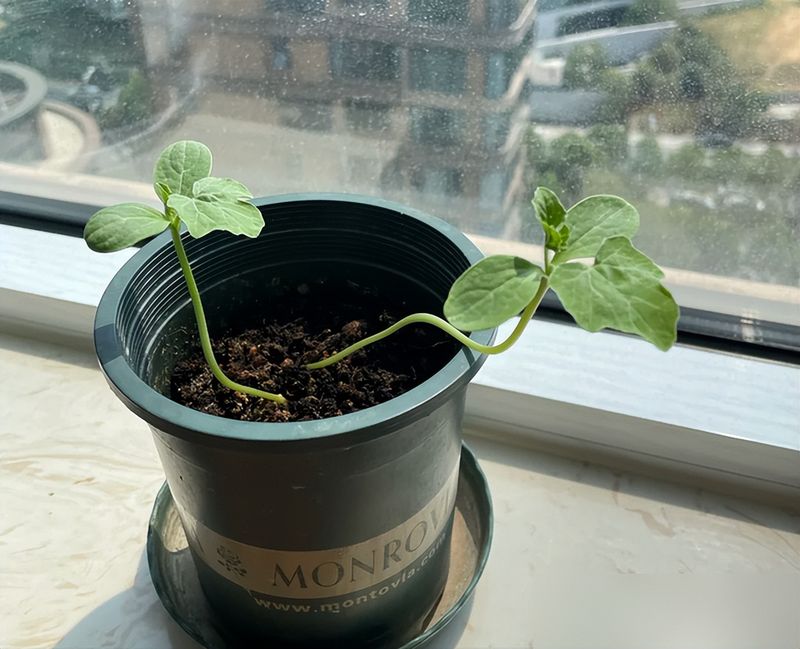 大红柿子番茄,阳台种植方法
