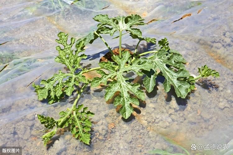 大棚西瓜种植技术