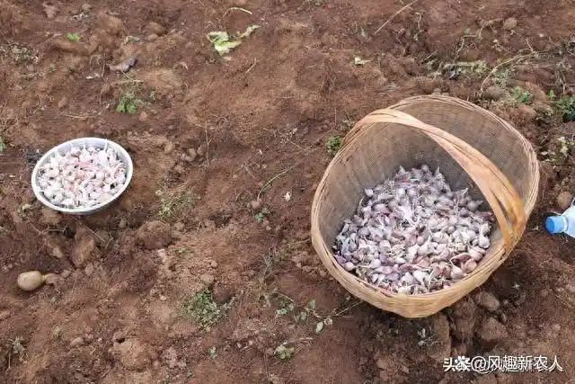 大蒜种植技术大全