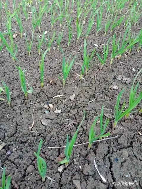 大蒜种植技术大全