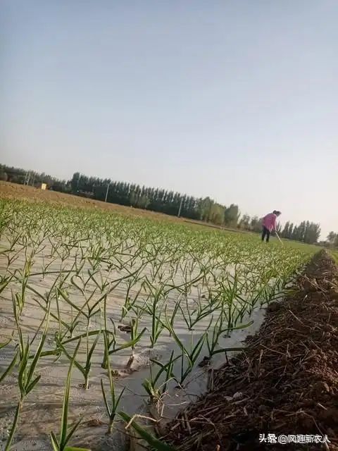 大蒜种植技术大全