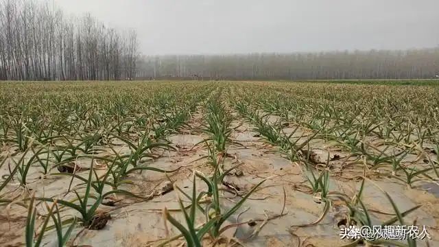 大蒜种植技术大全
