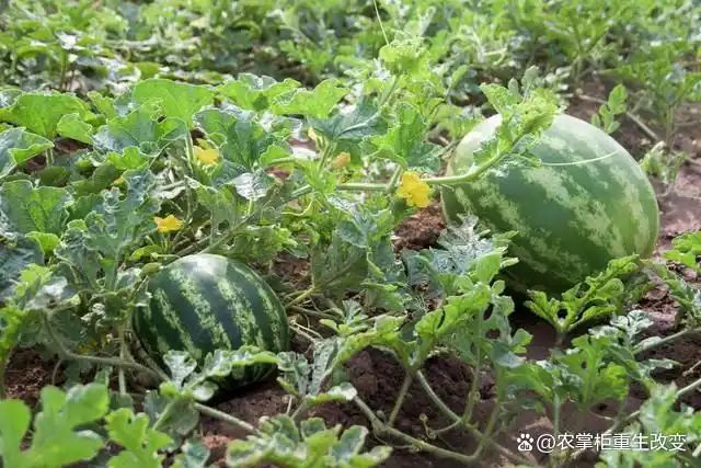 大棚西瓜种植技术