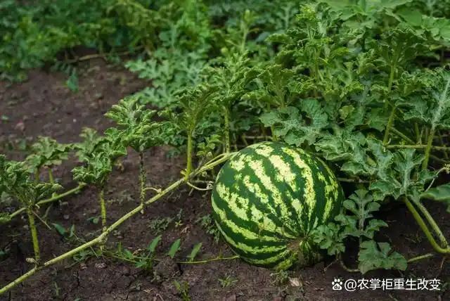 大棚西瓜种植技术