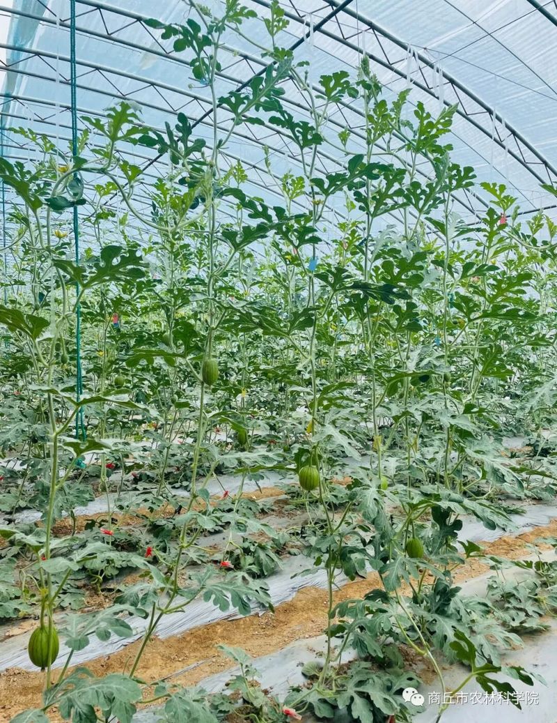 大棚西瓜种植技术