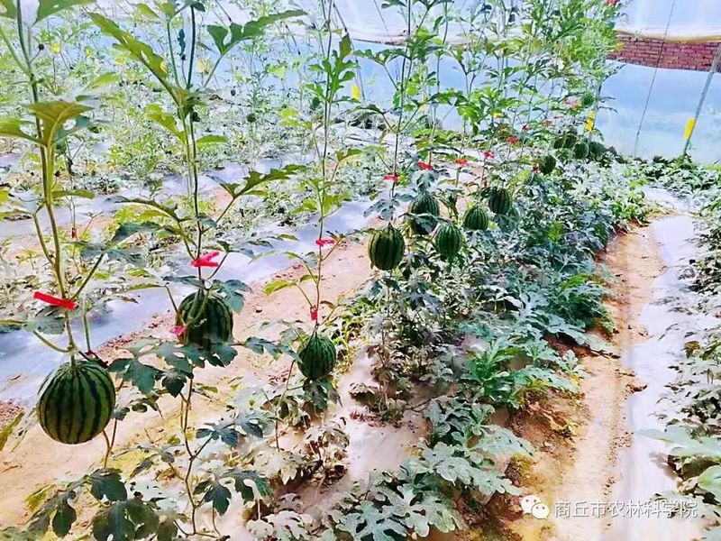 大棚西瓜种植技术
