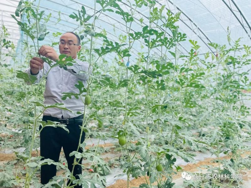 大棚西瓜种植技术