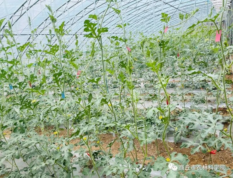 大棚西瓜种植技术