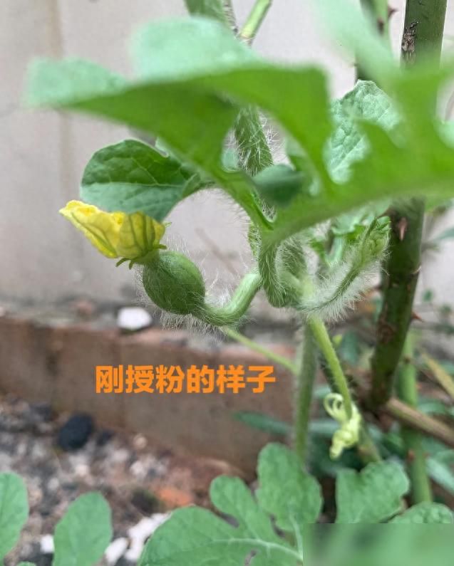 大红柿子番茄,阳台种植方法