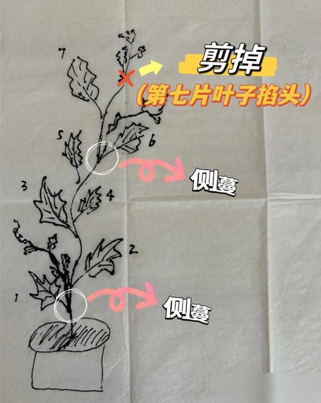 大红柿子番茄,阳台种植方法