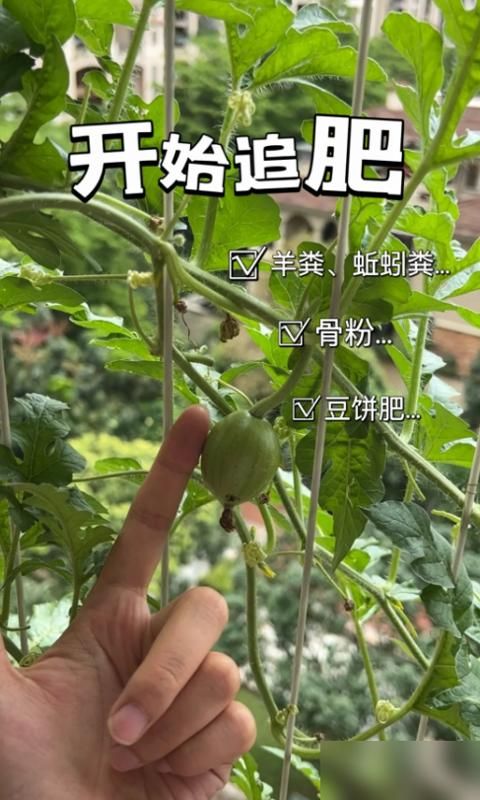 大红柿子番茄,阳台种植方法