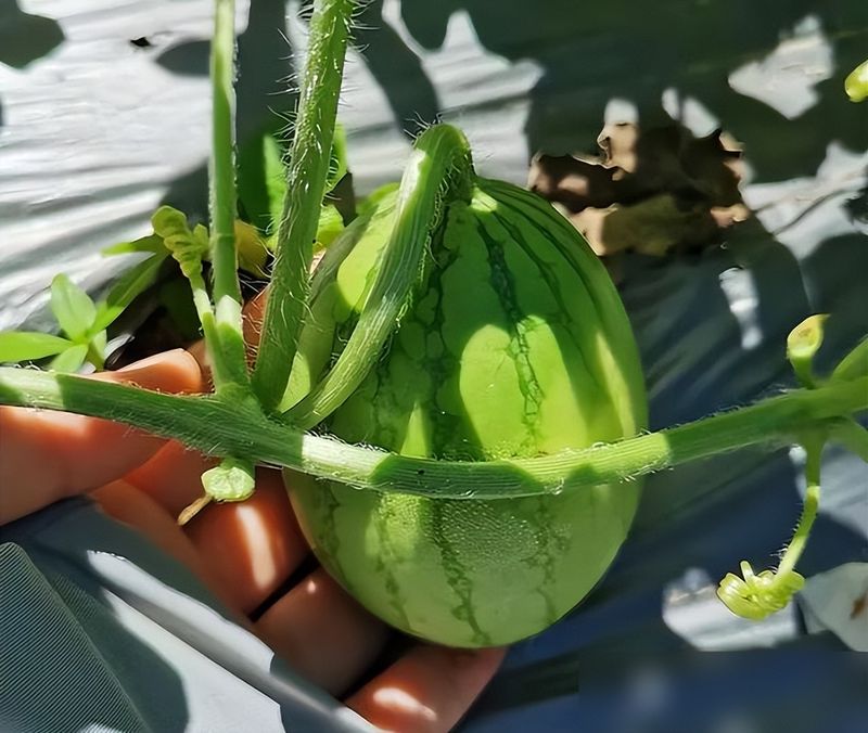 大红柿子番茄,阳台种植方法