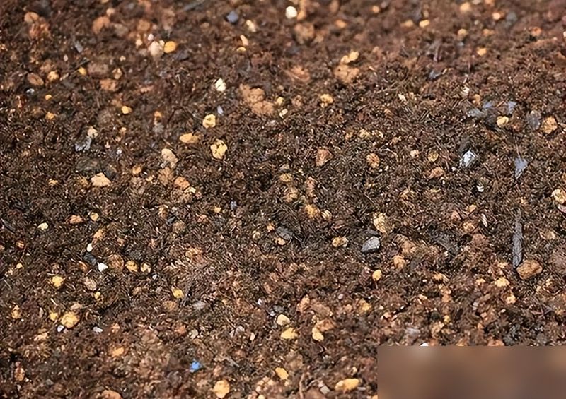 大红柿子番茄,阳台种植方法