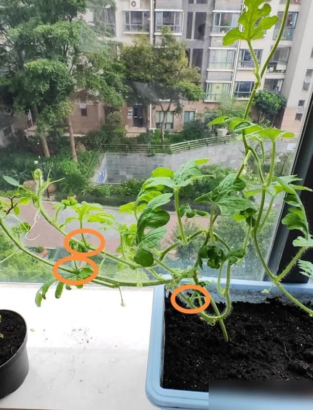大红柿子番茄,阳台种植方法