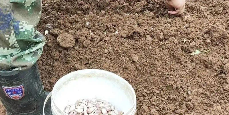 大蒜种植技术大全