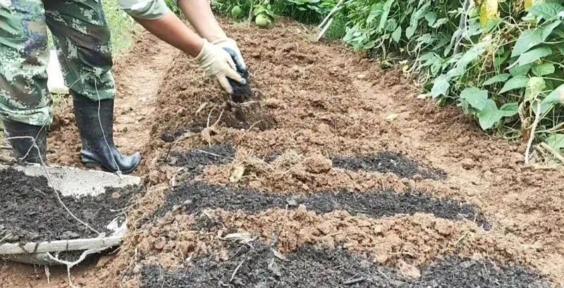 大蒜种植技术大全
