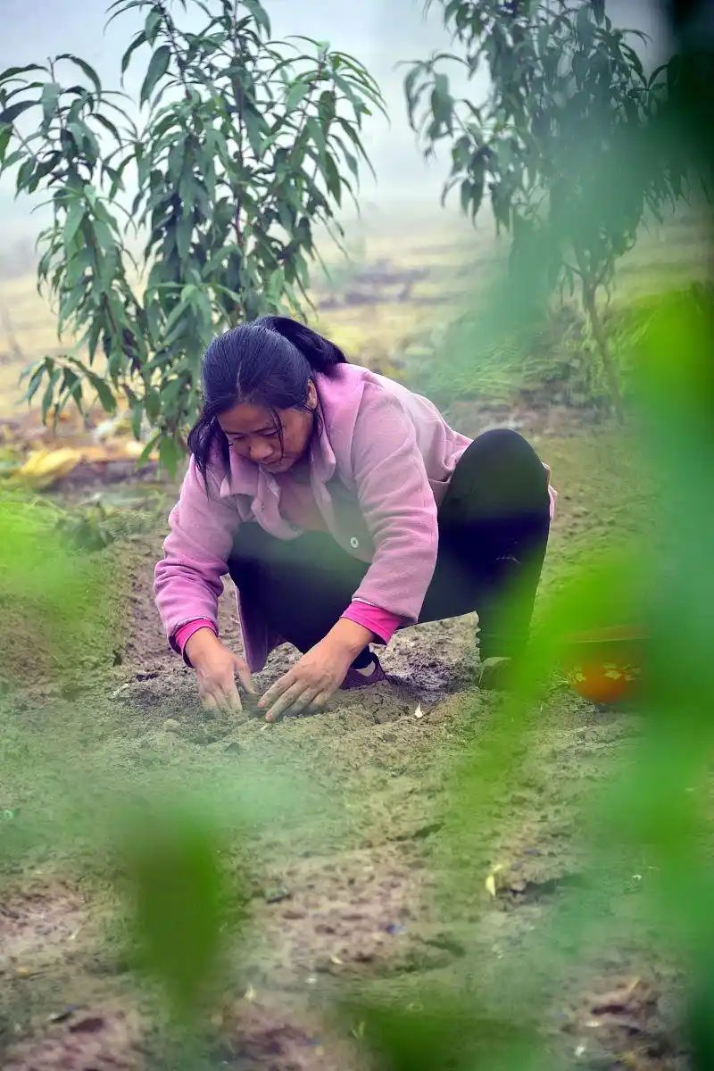 大蒜种植技术大全