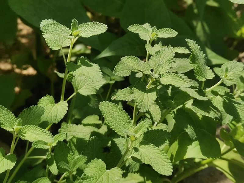 荆芥的种植方法