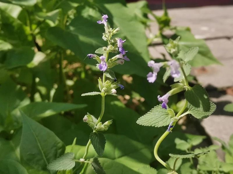 荆芥的种植方法