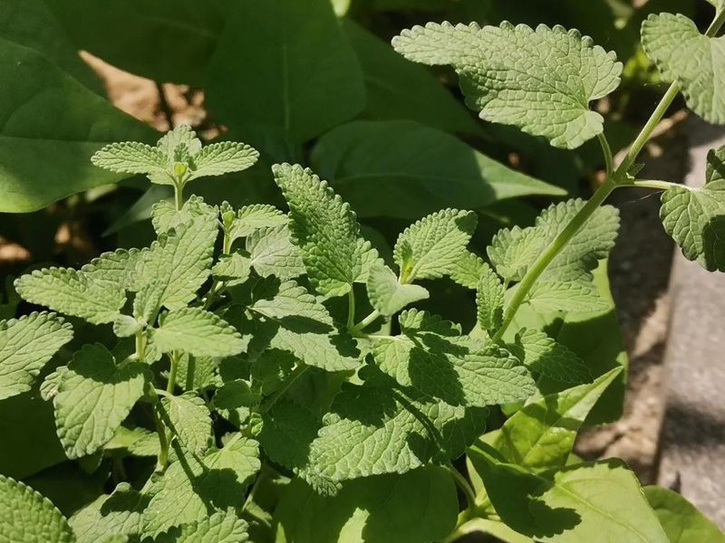 荆芥的种植方法
