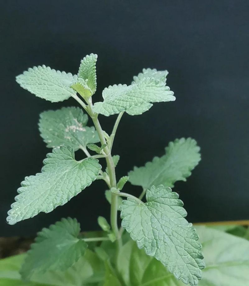 荆芥的种植方法
