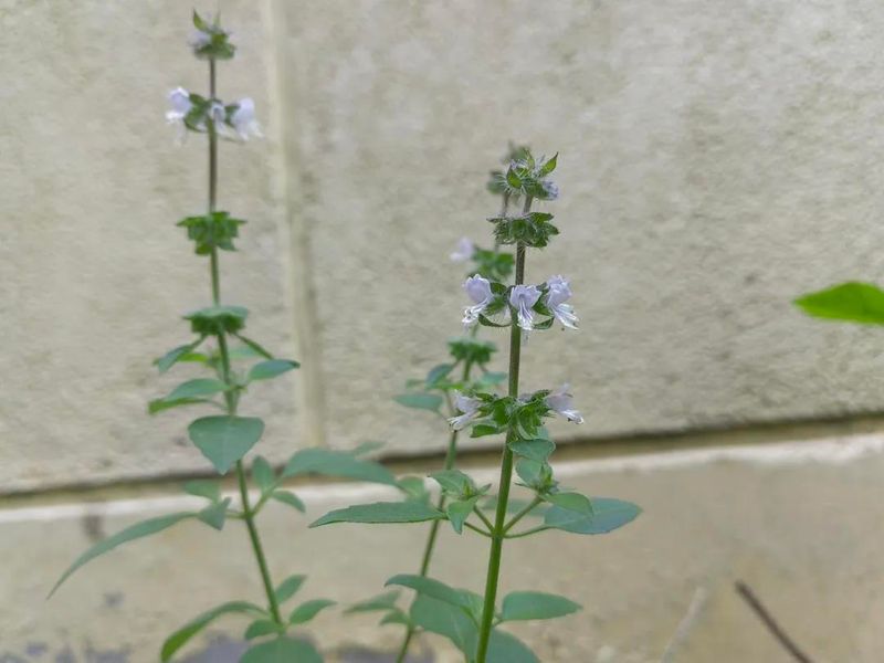 荆芥的种植方法