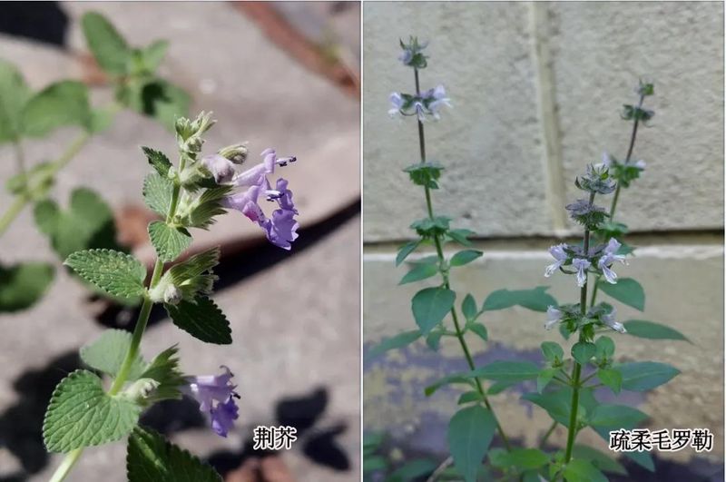荆芥的种植方法