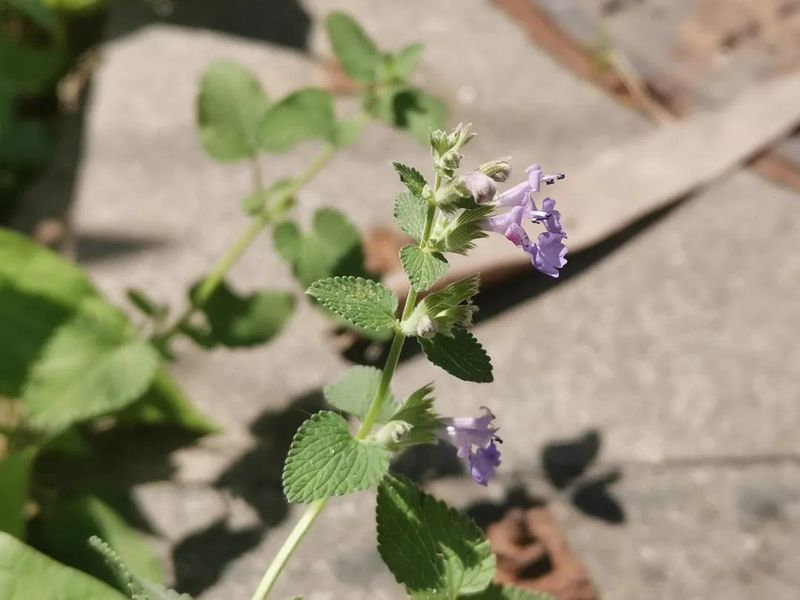 荆芥的种植方法