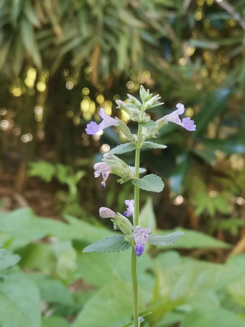 荆芥的种植方法