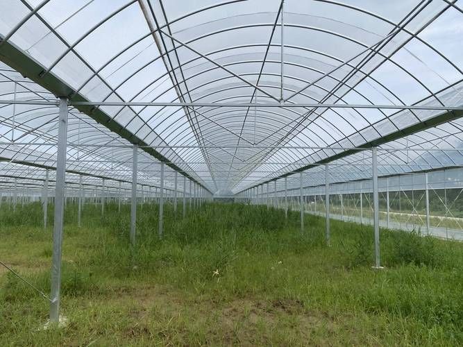 山东农业大棚种植技术