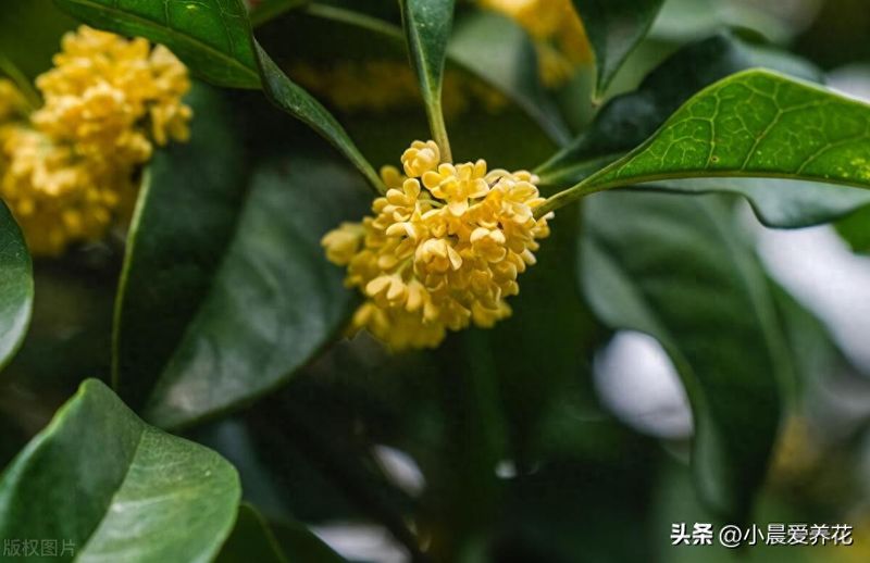 丹桂种植技术