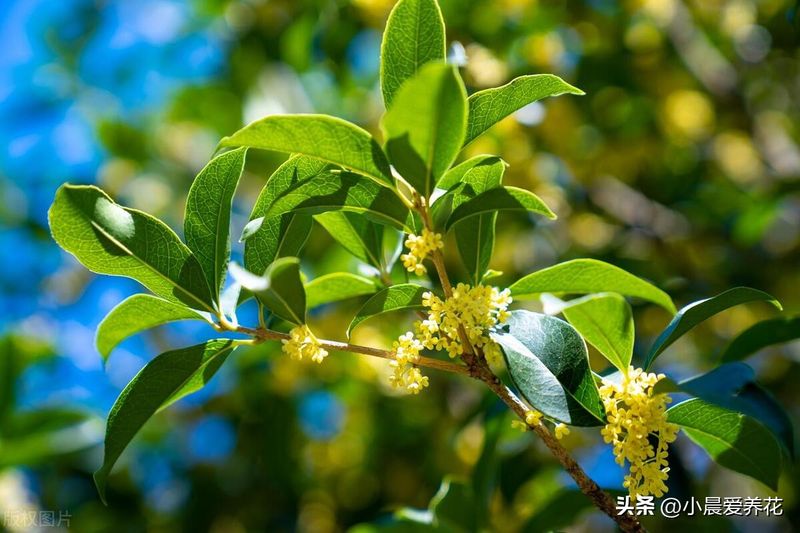 丹桂种植技术