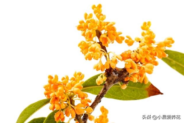 丹桂种植技术