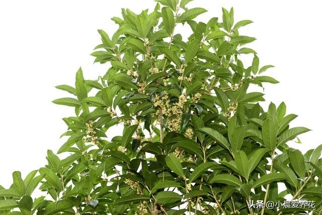 丹桂种植技术