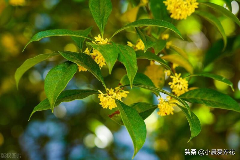 丹桂种植技术