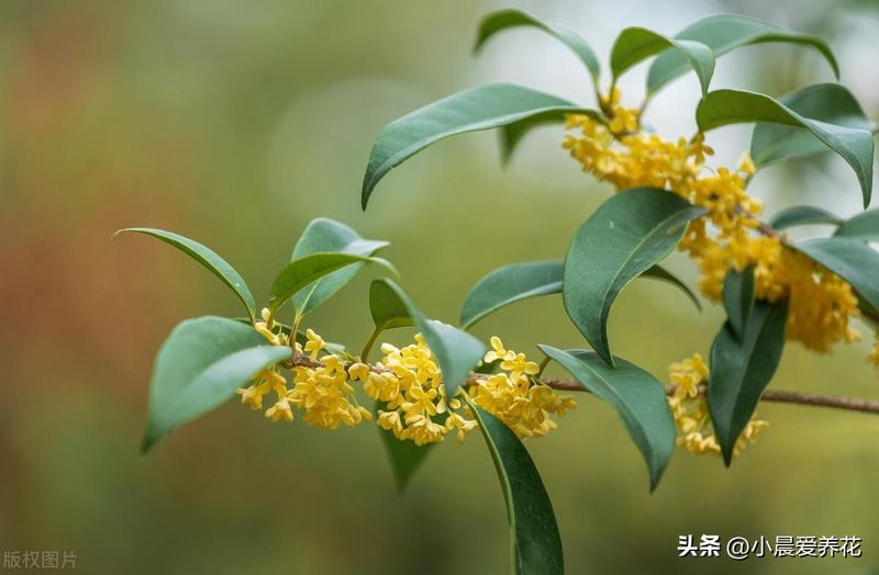 丹桂种植技术
