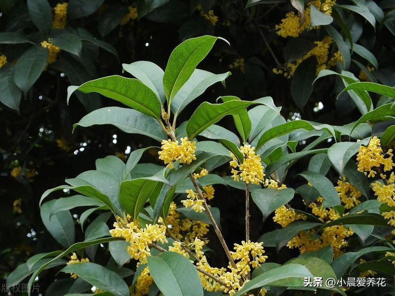 丹桂种植技术