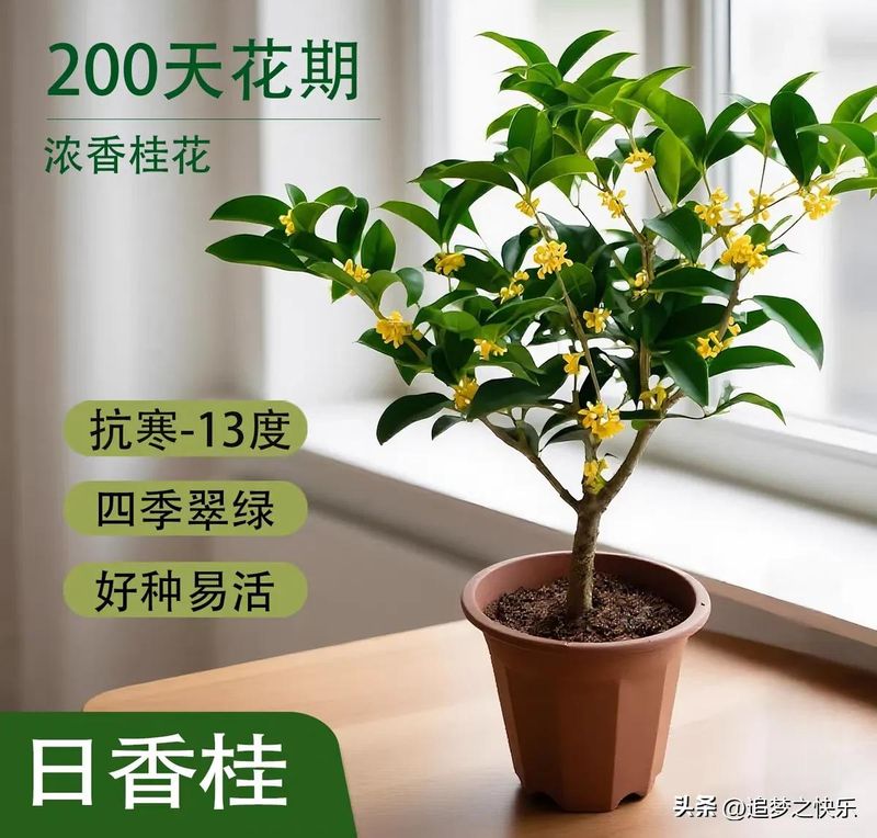 丹桂种植技术