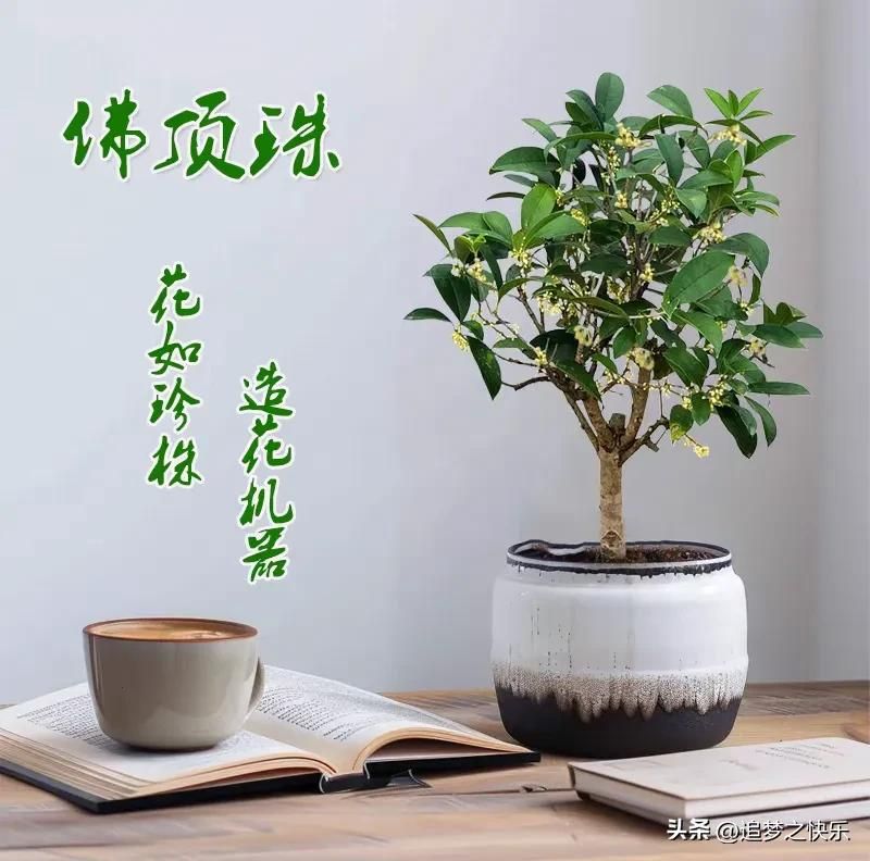 丹桂种植技术