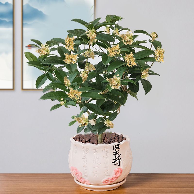 丹桂种植技术