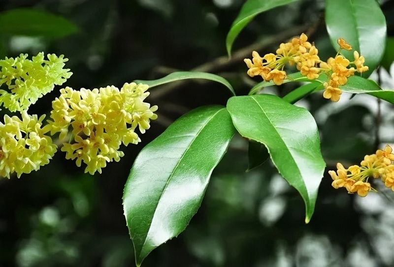 丹桂种植技术